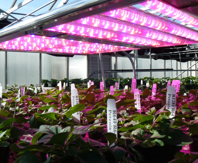 Освещение для сельского хозяйства Рис 1.jpg