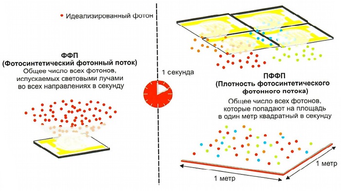 Растениеводство 5.jpg